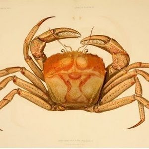 Meet your Posher, 楠